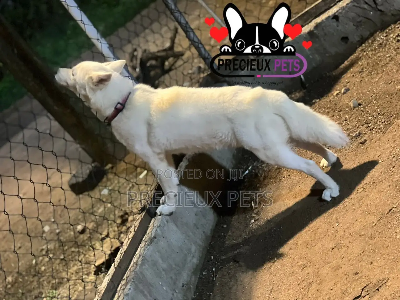 Male Siberian Husky for Stud / Mating / Crossing