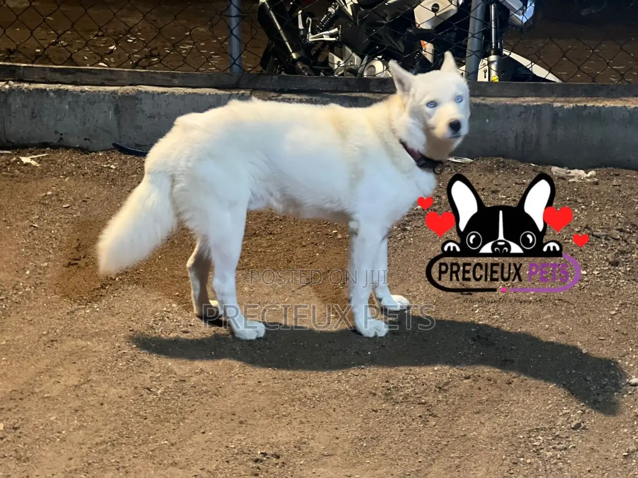 Male Siberian Husky for Stud / Mating / Crossing