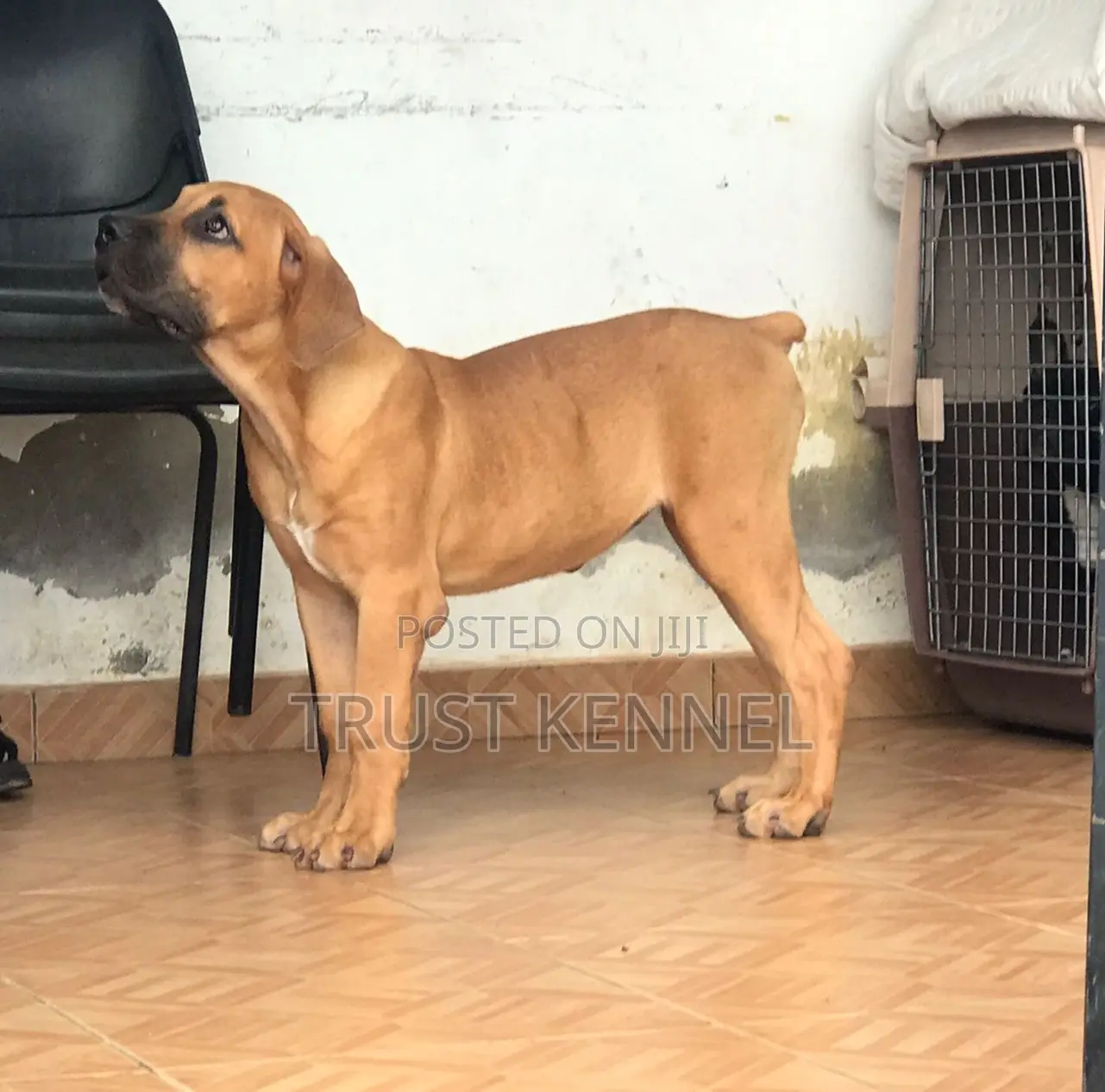 3-6 months Female Purebred Boerboel