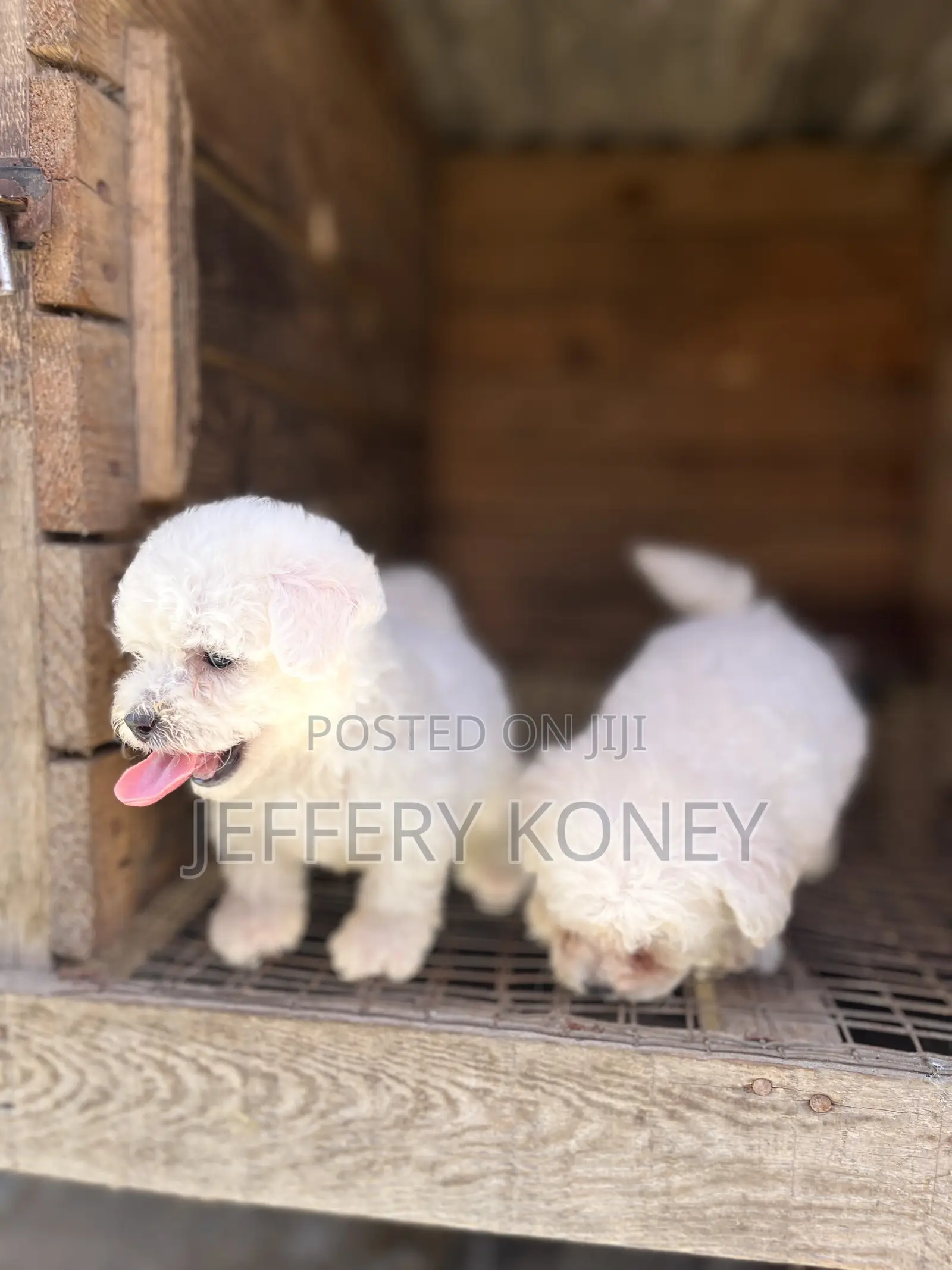 1-3 months Female Purebred Poodle