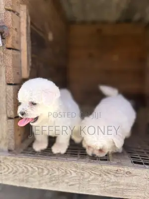 1-3 months Female Purebred Poodle