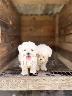 1-3 months Female Purebred Poodle