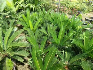 Sago Palms