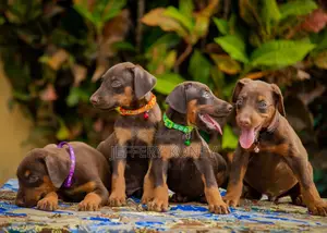 1-3 months Male Purebred Doberman Pinscher