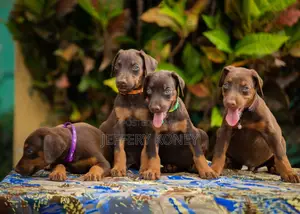 1-3 months Male Purebred Doberman Pinscher