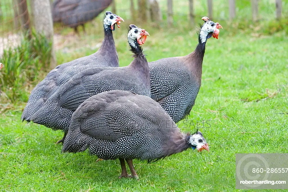 Very Strong and Healthy Guinea Fowls