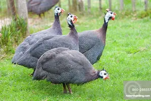 Very Strong and Healthy Guinea Fowls