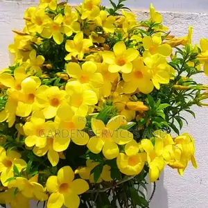 Allamanda for Sale