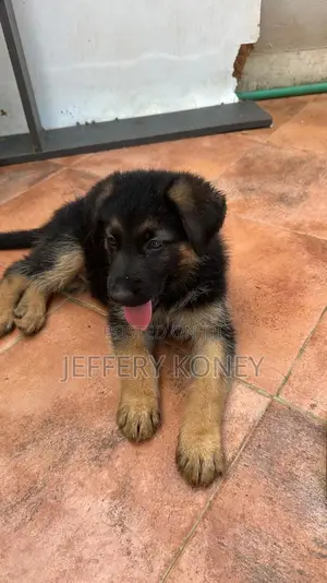 1-3 months Male Purebred German Shepherd