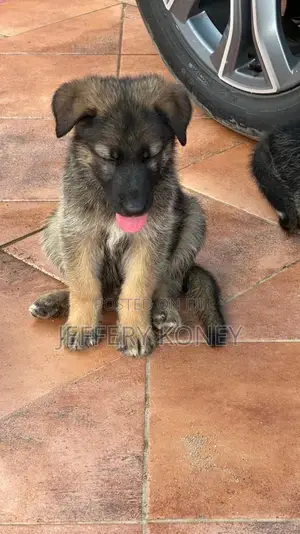 1-3 months Male Purebred German Shepherd
