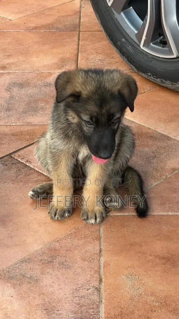 1-3 months Male Purebred German Shepherd