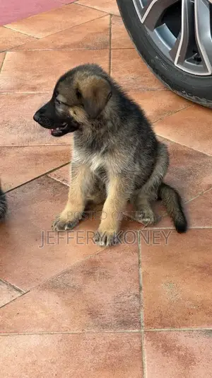 1-3 months Male Purebred German Shepherd