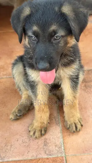 1-3 months Male Purebred German Shepherd