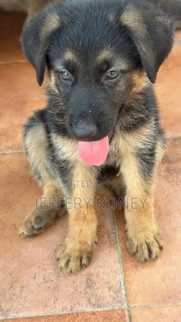 1-3 months Male Purebred German Shepherd