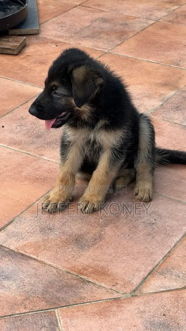 1-3 months Male Purebred German Shepherd