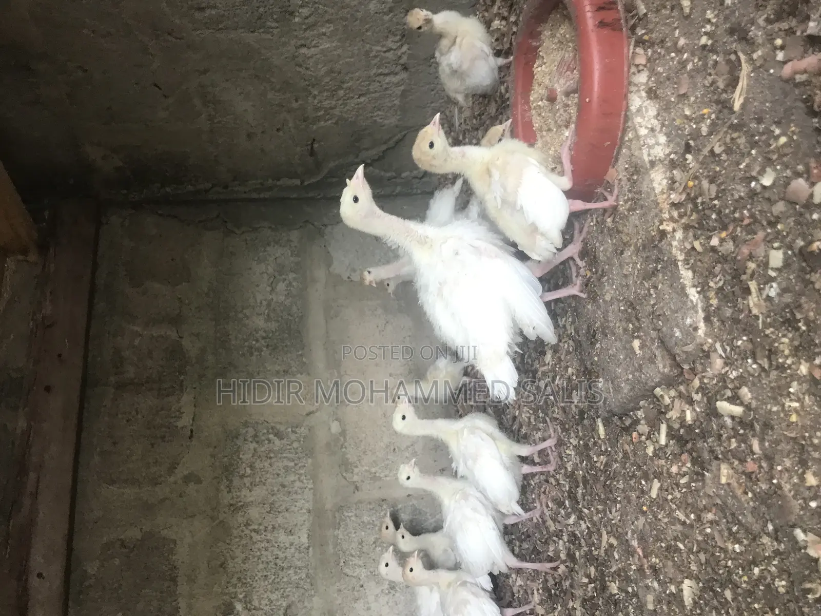 BBW Turkey’S