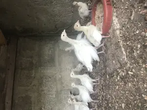 BBW Turkey’S