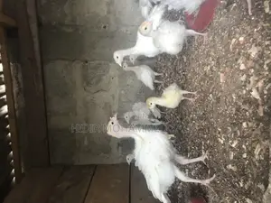 BBW Turkey’S