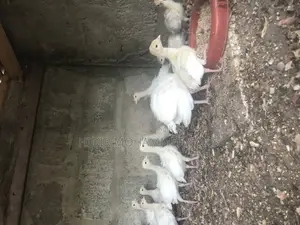 BBW Turkey’S