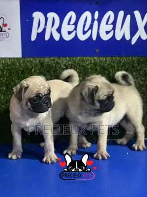 1-3 months Female Purebred Pug