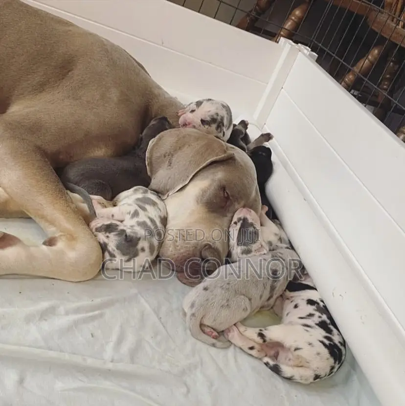 1-3 months Male Purebred Great Dane