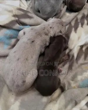 1-3 months Male Purebred Great Dane