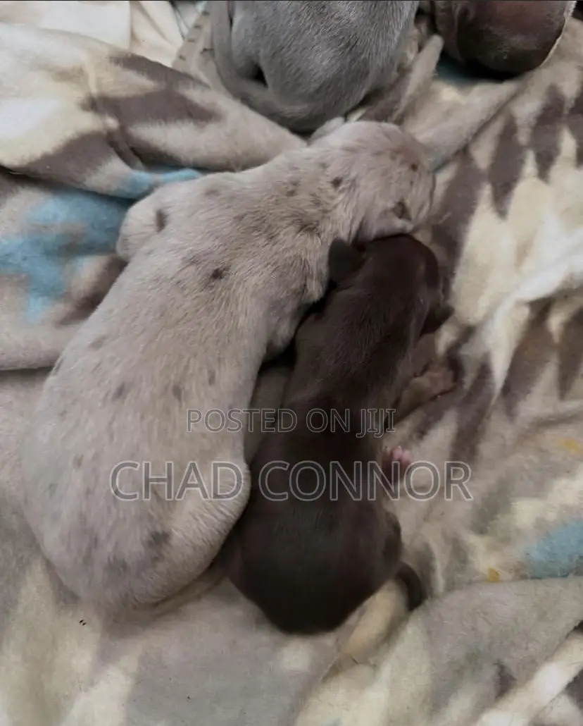 1-3 months Male Purebred Great Dane