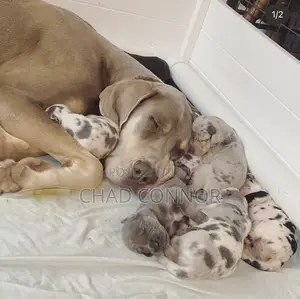 1-3 months Male Purebred Great Dane