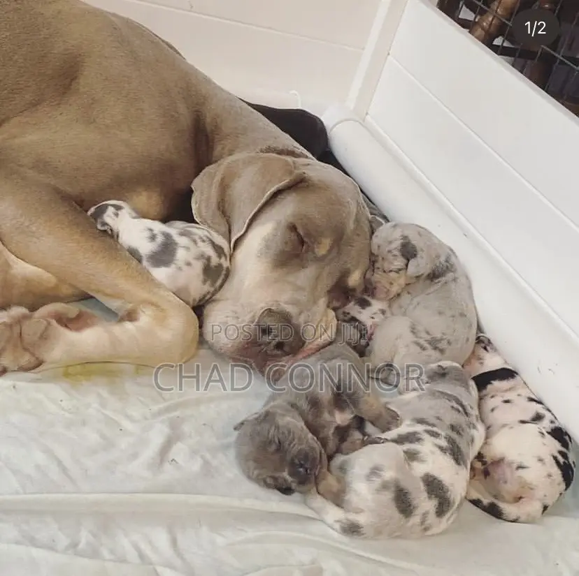 1-3 months Male Purebred Great Dane