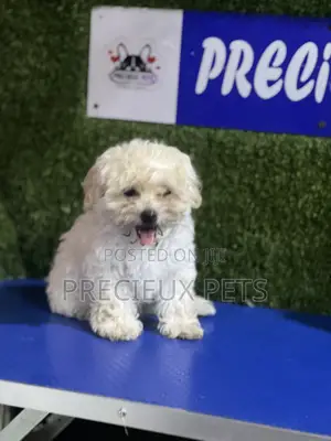 1-3 months Female Purebred Poodle