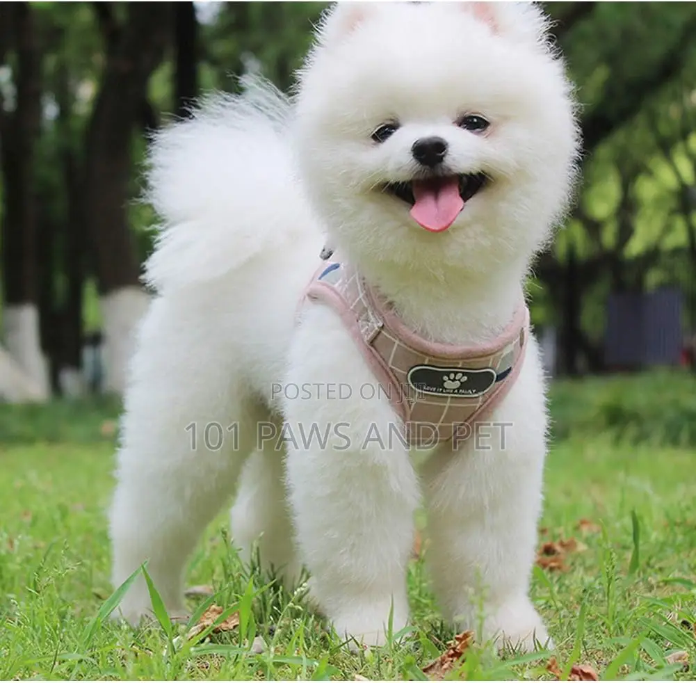 Protective Dog Harness Vest for Dogs