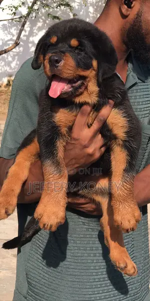 1-3 months Male Purebred Rottweiler