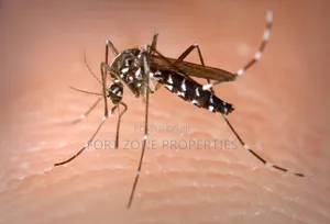 Mosquitoes,Bedbugs,Cockroaches Fumigation