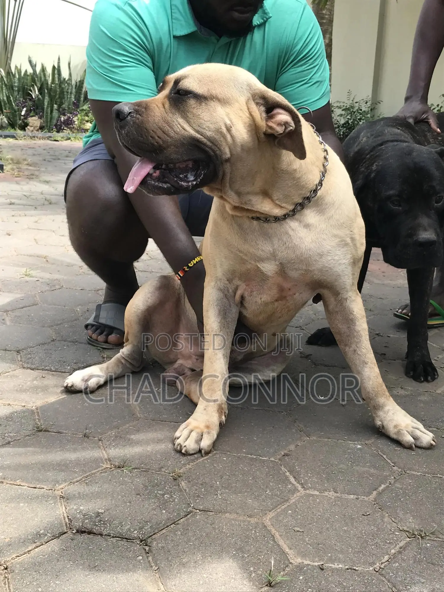 1+ year Male Purebred Boerboel