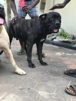 1+ year Male Purebred Boerboel