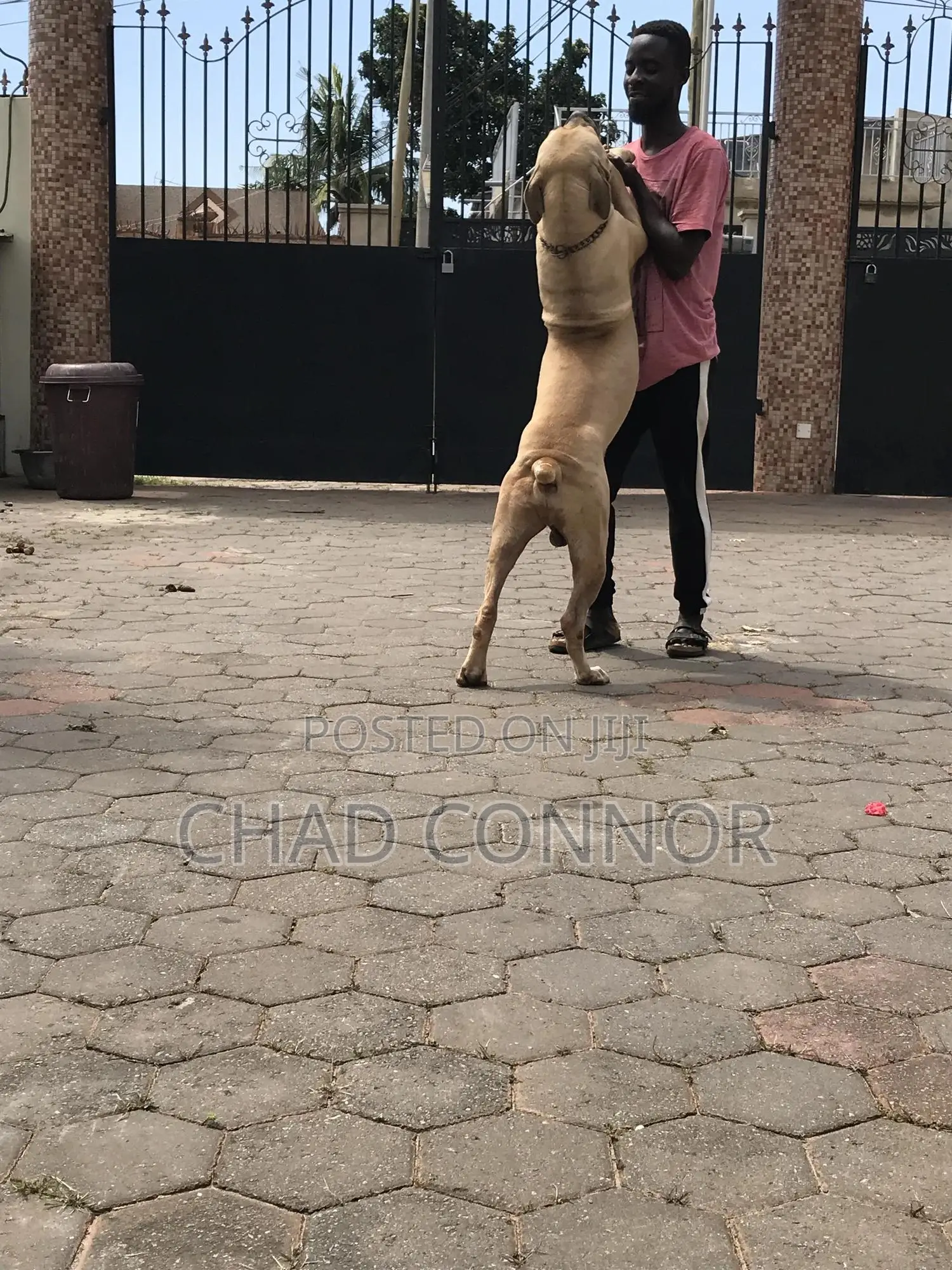 1+ year Male Purebred Boerboel