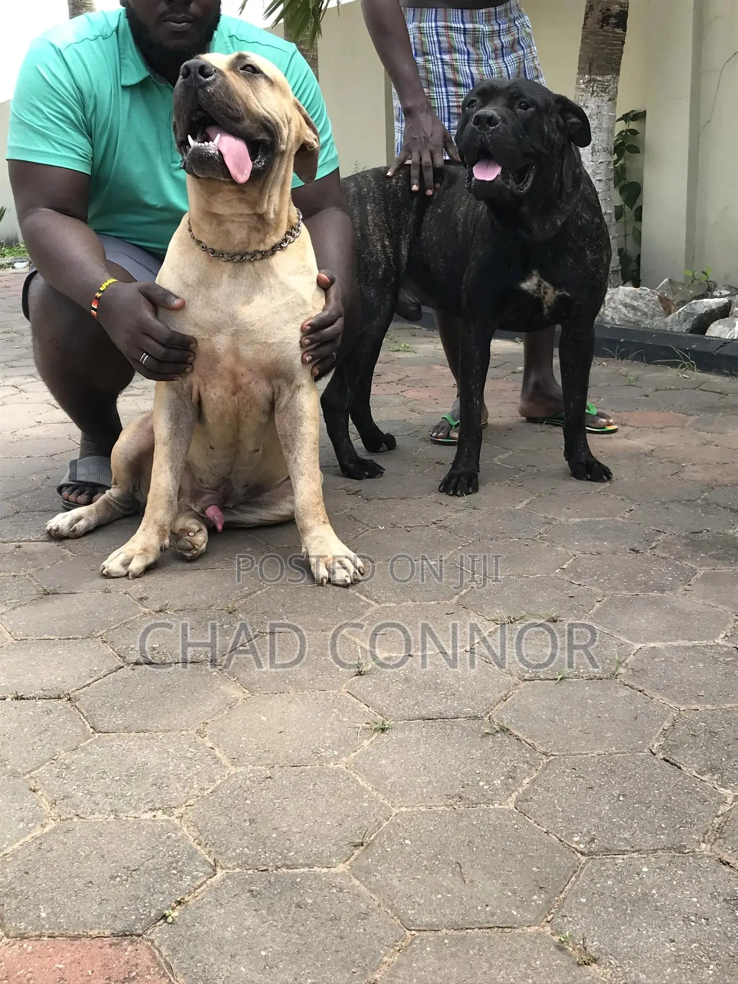 1+ year Male Purebred Boerboel