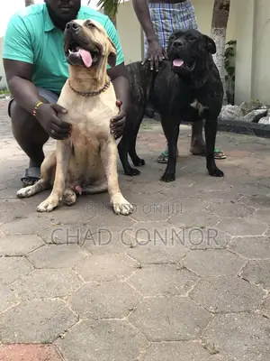 1+ year Male Purebred Boerboel