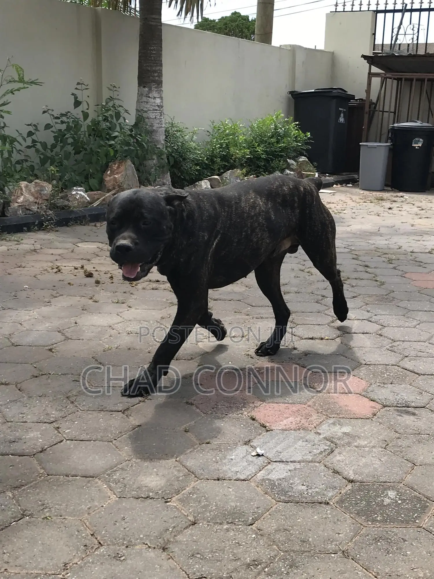 1+ year Male Purebred Boerboel