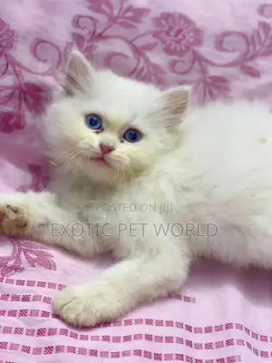 1-3 months Female Purebred Persian