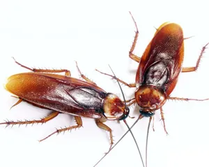 Fumigation All Homes and Offices