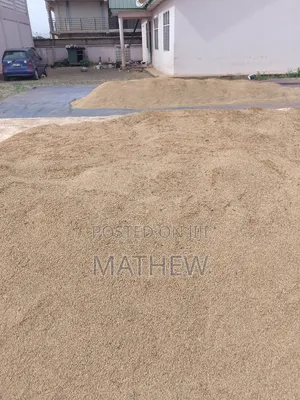 Paddy Rice
