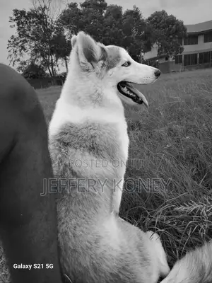 1+ year Male Purebred Siberian Husky