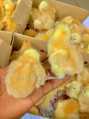 Both Day Old and Months Old Sasso Birds