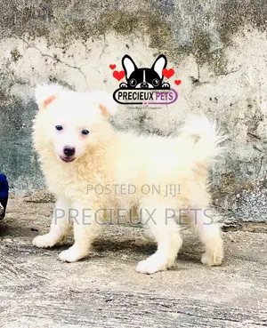 1-3 months Female Purebred American Eskimo