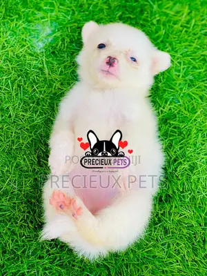 0-1 month Female Purebred American Eskimo