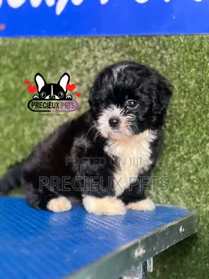 1-3 months Female Purebred Shih Tzu