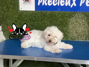 1-3 months Female Purebred Poodle