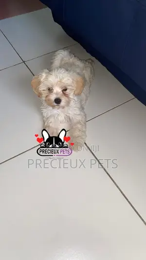 1-3 months Female Purebred Poodle