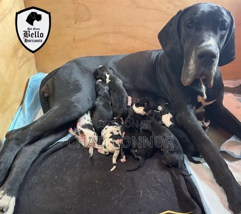 1-3 months Male Purebred Great Dane